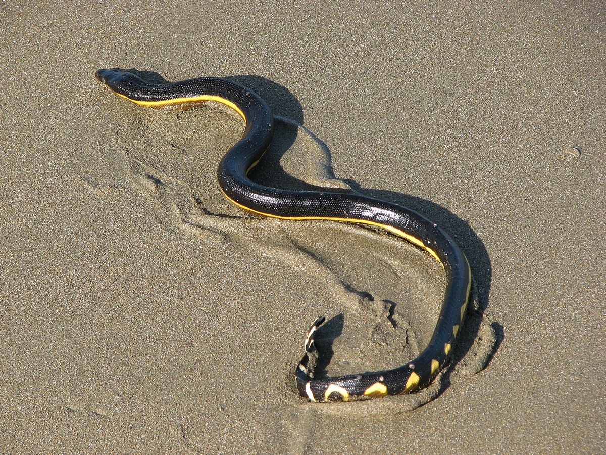 2 serpientes acuáticas