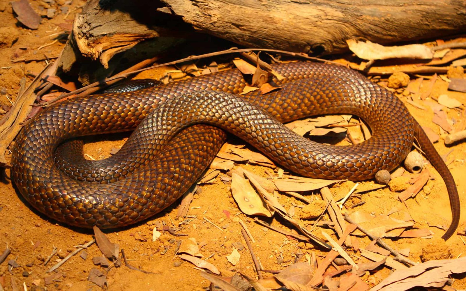 2 No amenaces ni intentes atacar a la serpiente