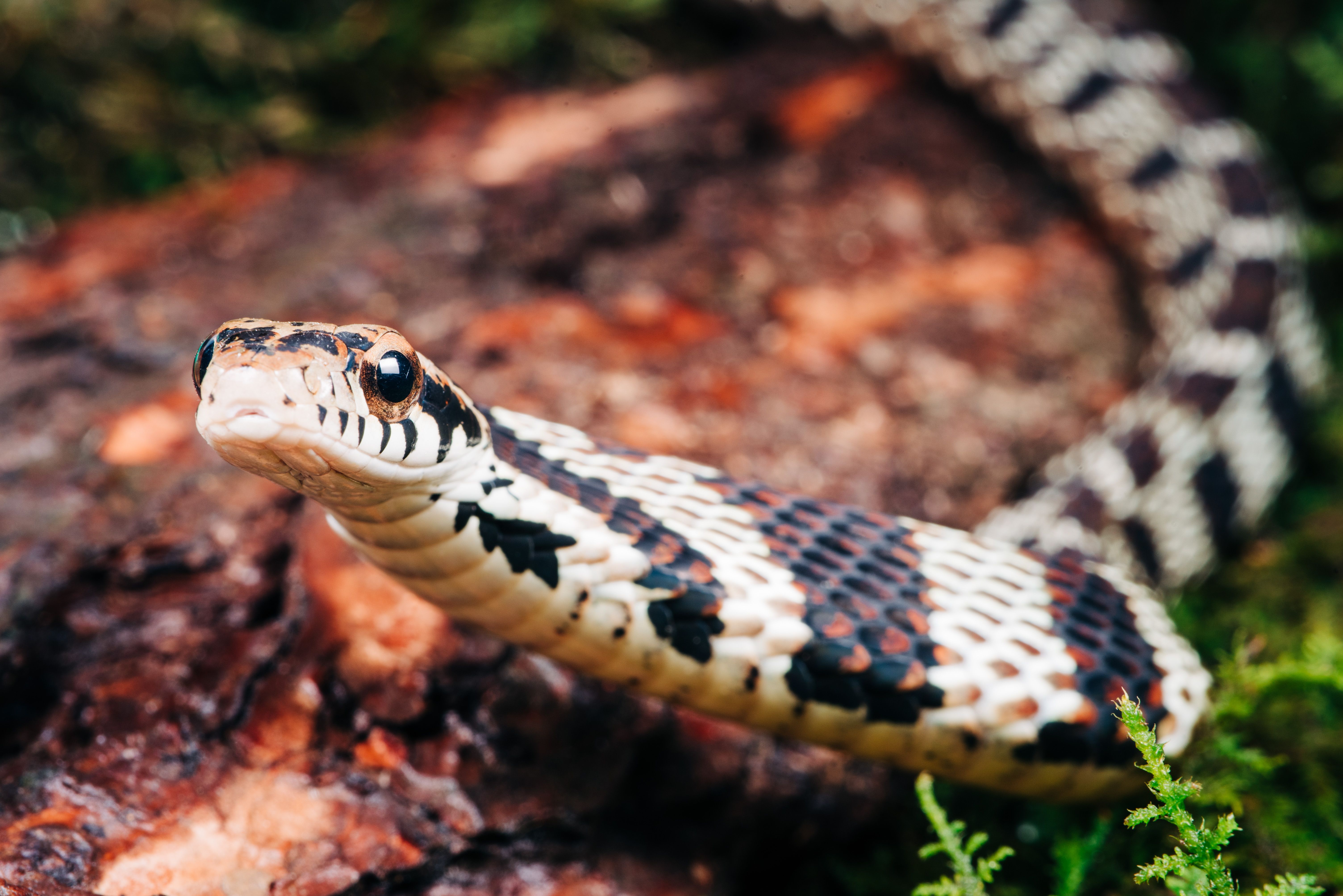 3 Habla con la persona serpiente