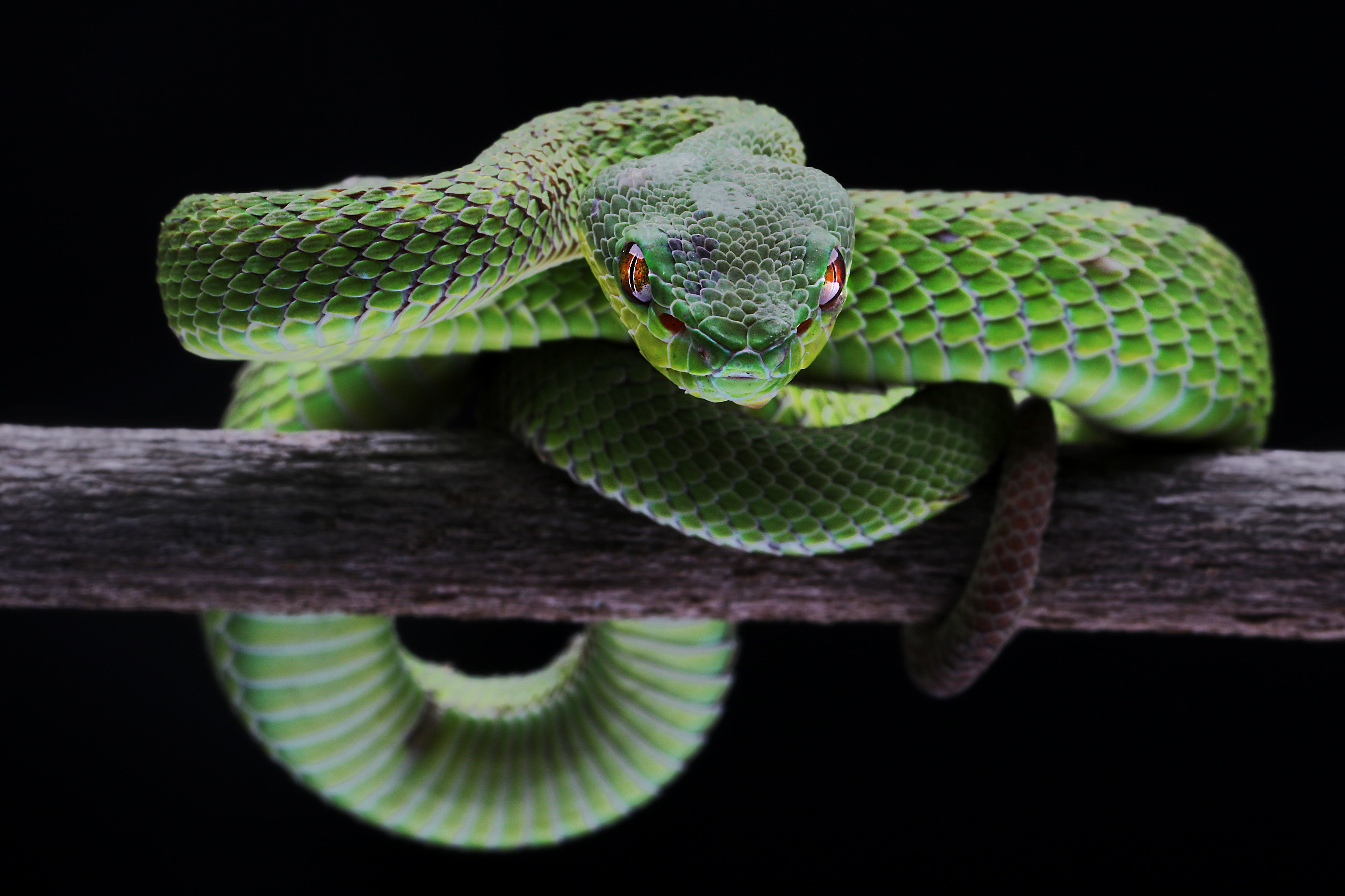 Adaptaciones de serpientes para sobrevivir en la selva tropical