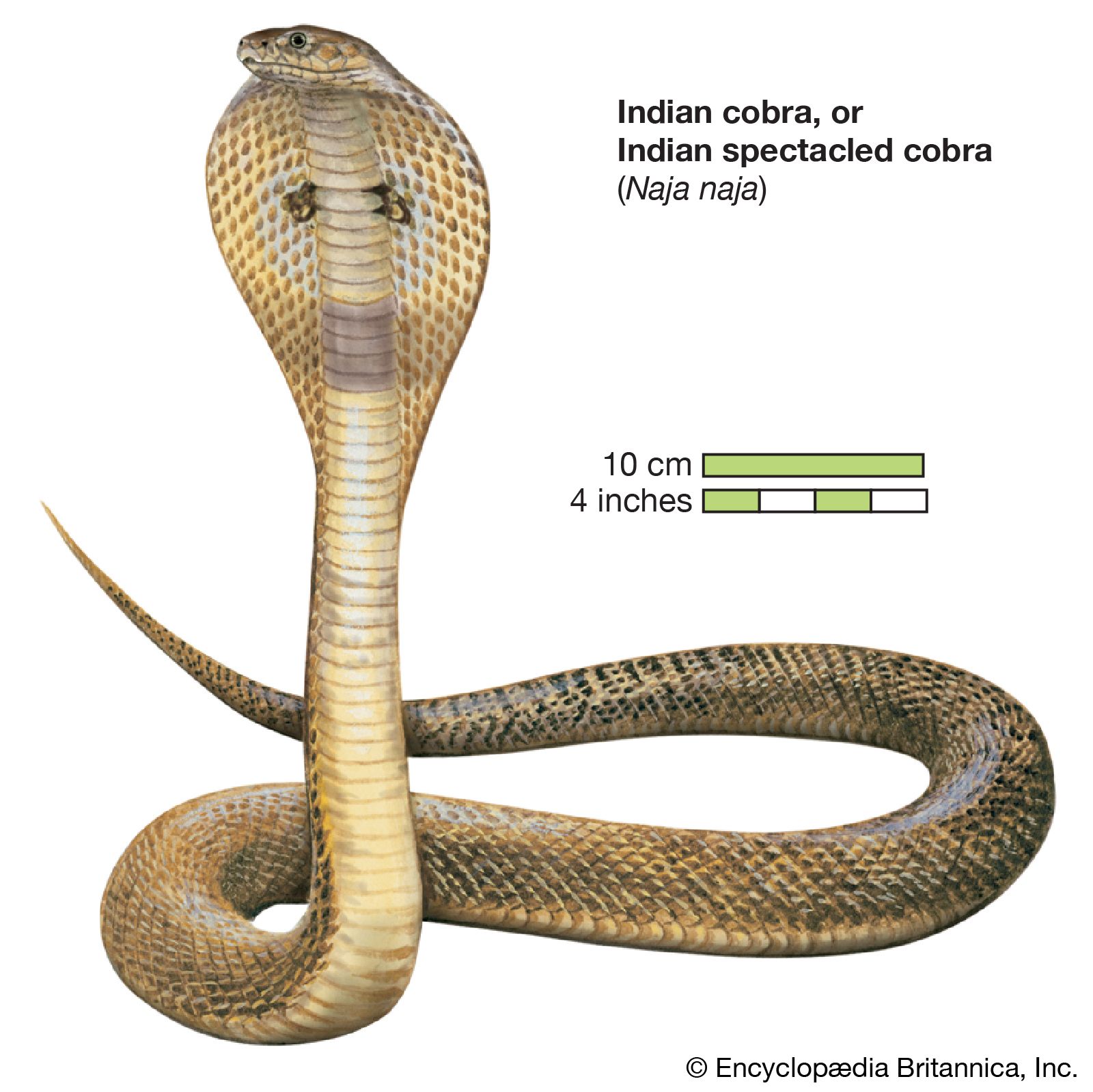 Anatomía de una serpiente cobra