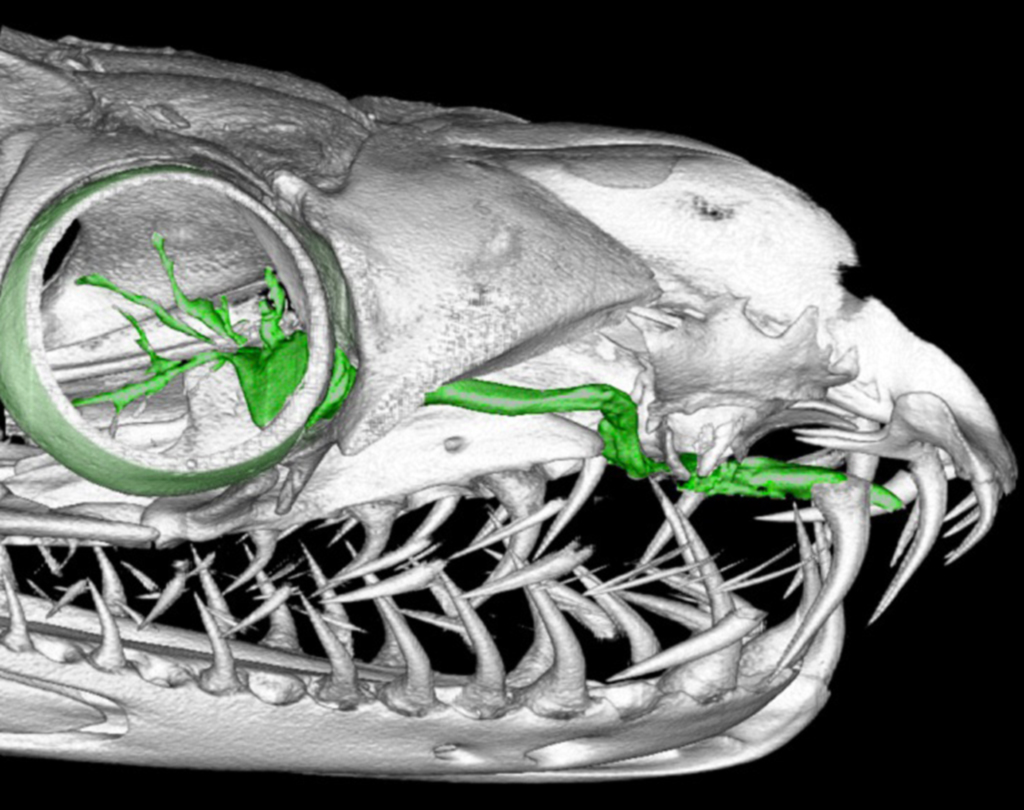 Anatomía de los ojos de serpiente
