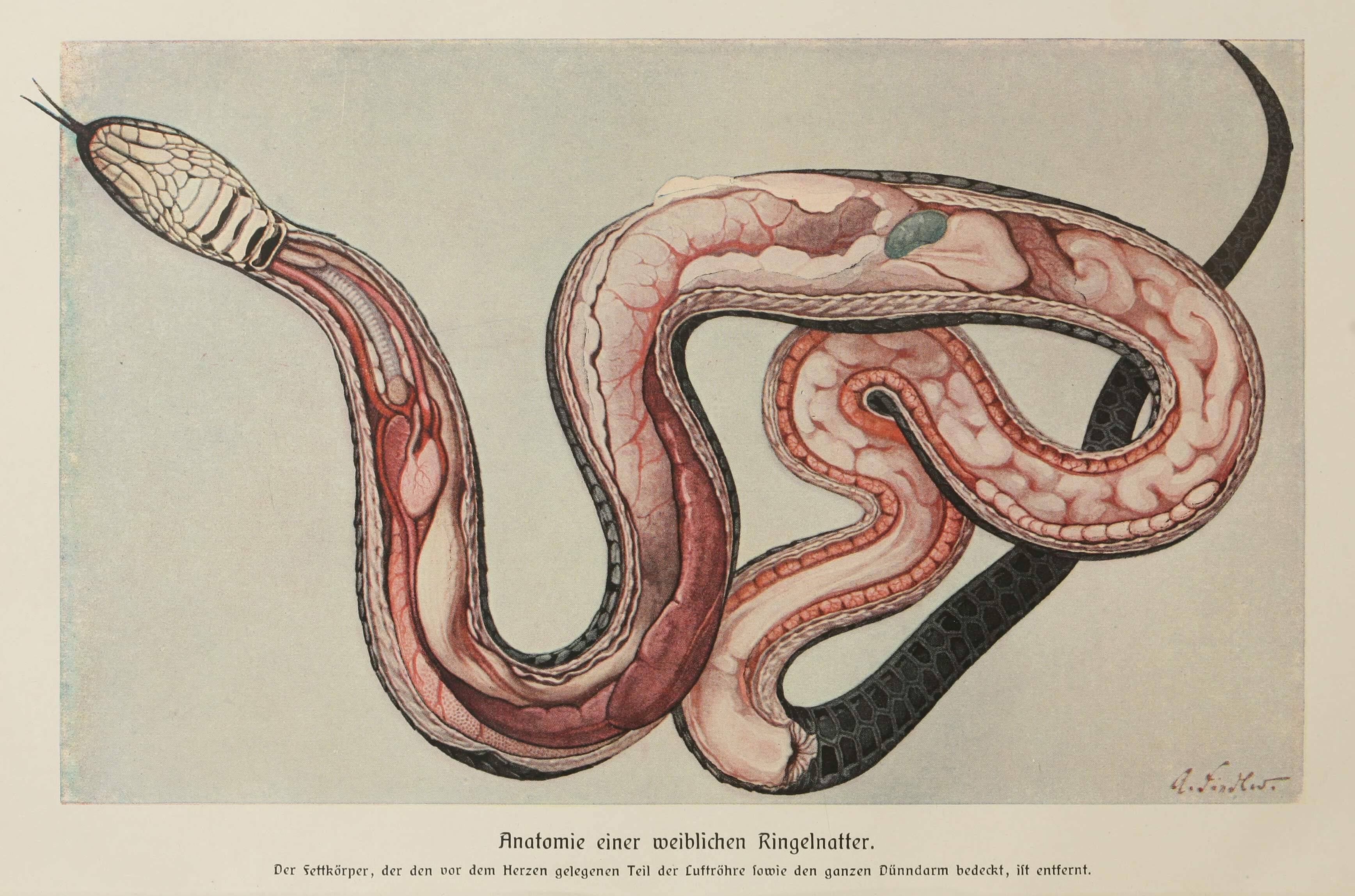 Anatomía de las serpientes