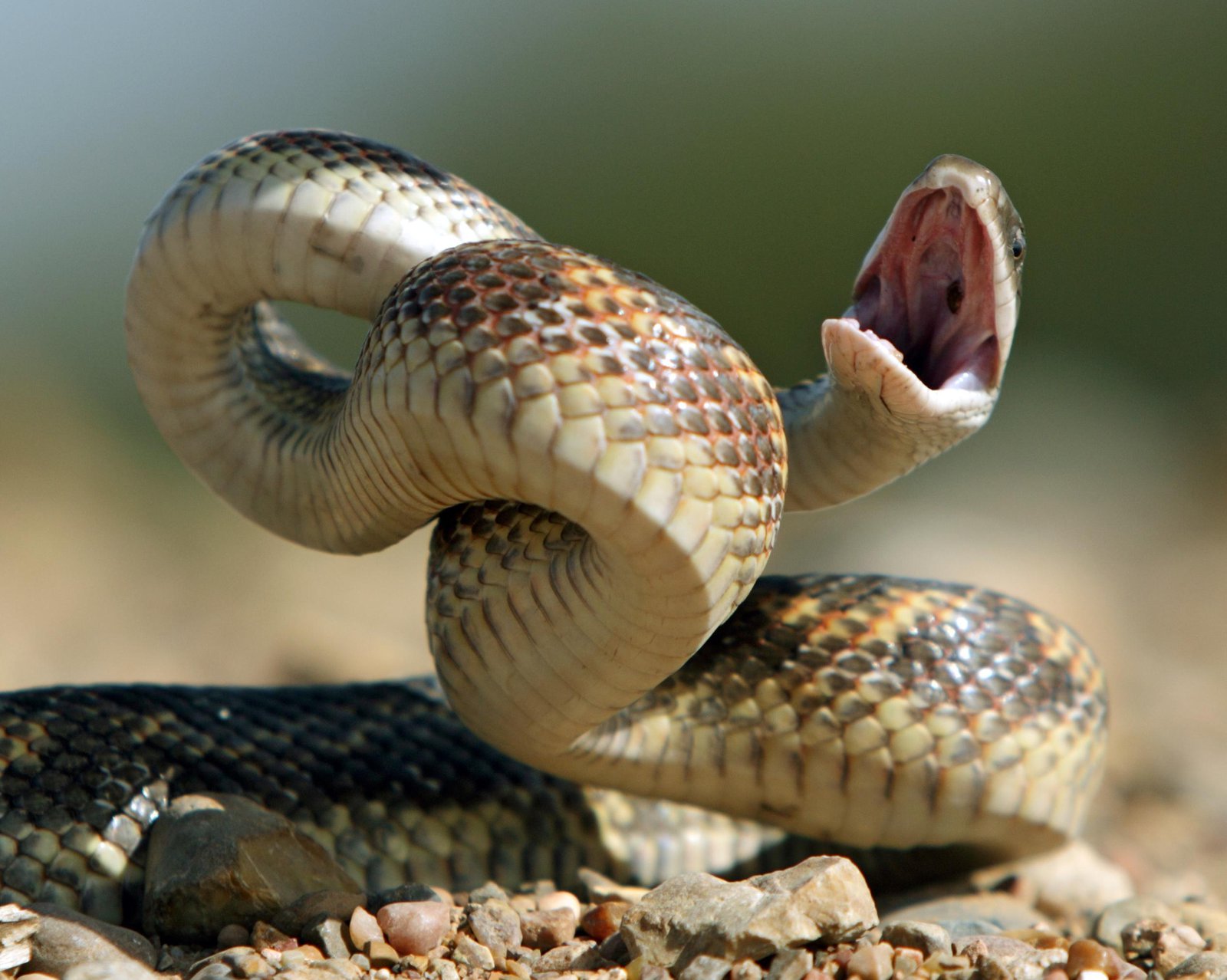 Velocidad promedio de varias especies