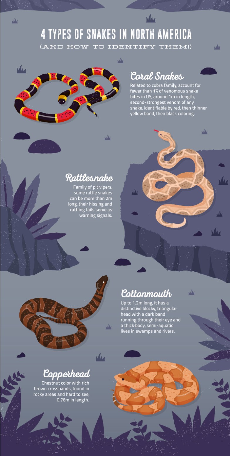 Evite las áreas con serpientes