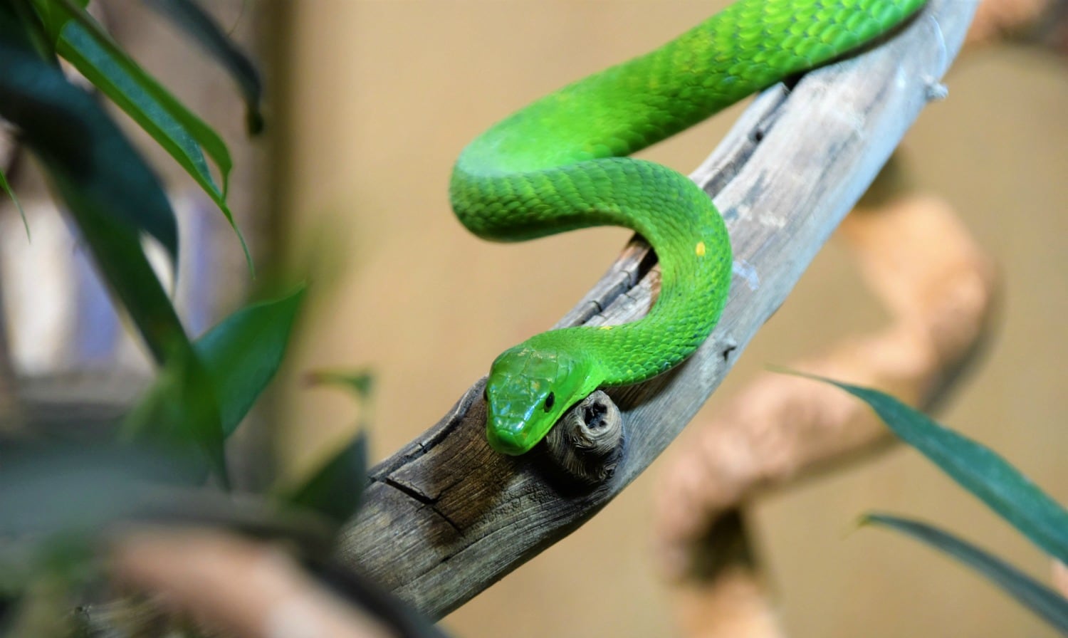 Beneficios de tener serpientes como mascotas
