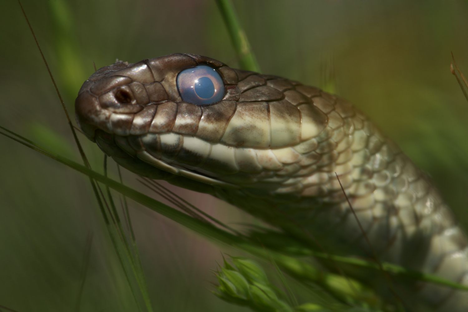 Causas de ojos nublados en serpientes