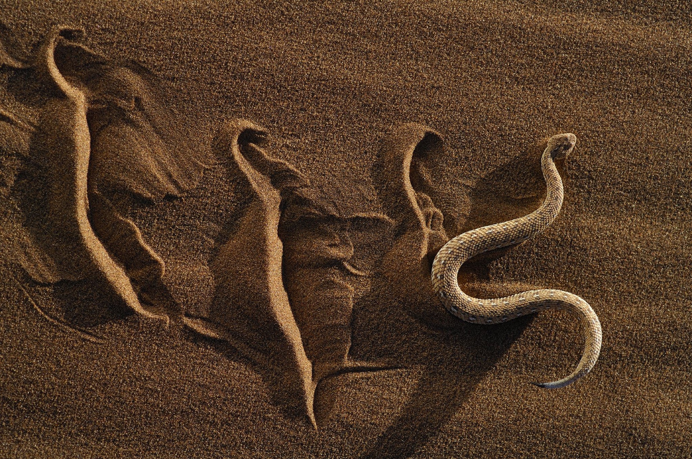 Características de las huellas de serpiente
