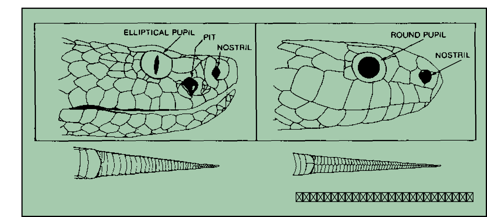 Características de las serpientes venenosas