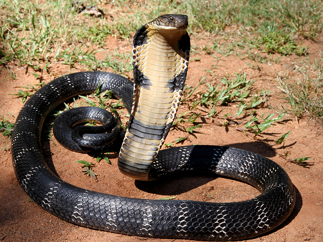 Sistema de defensa química de una serpiente cobra