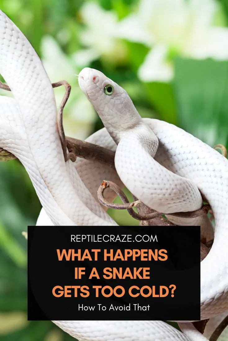 Estrés por frío y sus efectos en las serpientes