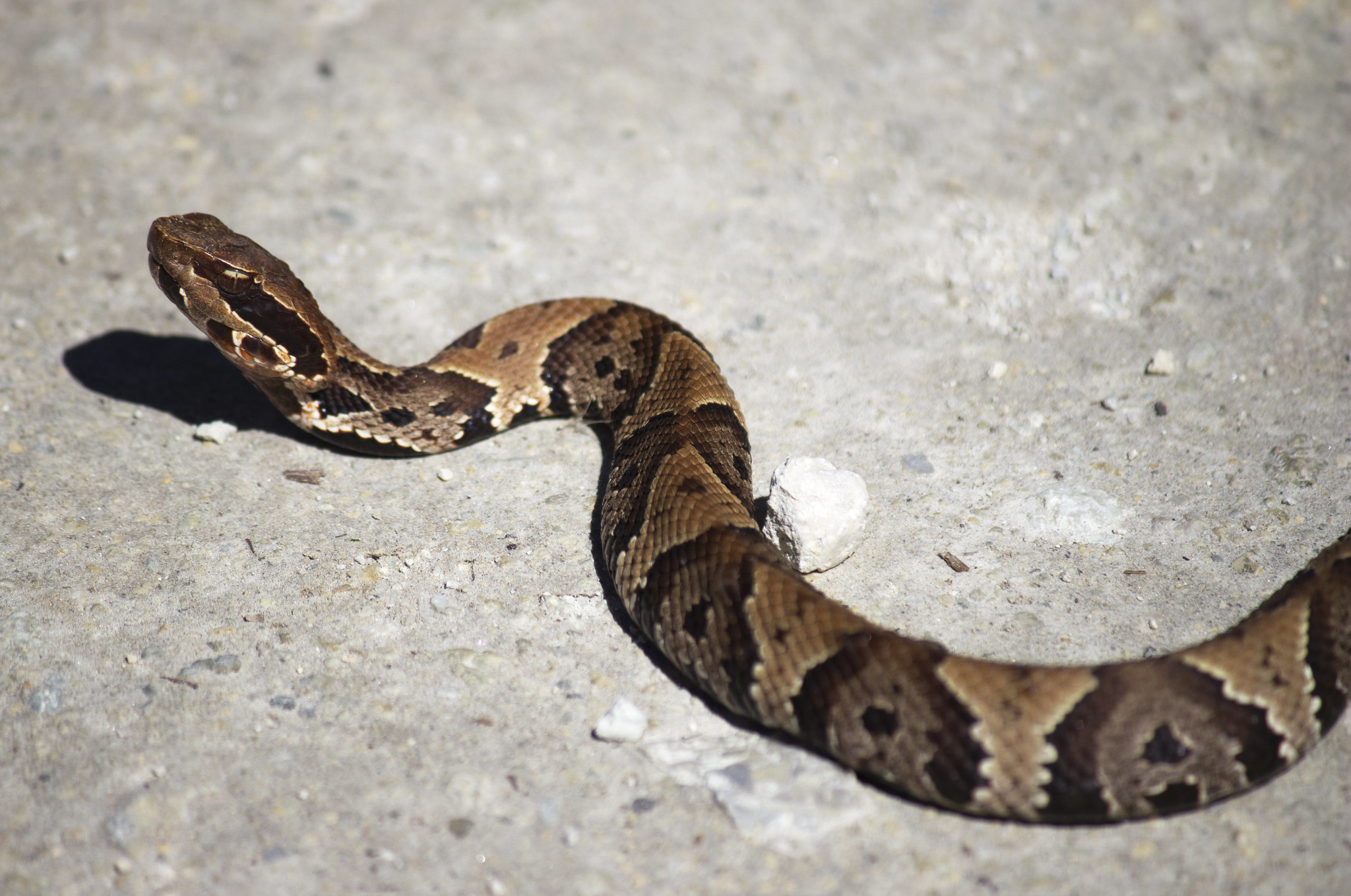 serpientes comunes