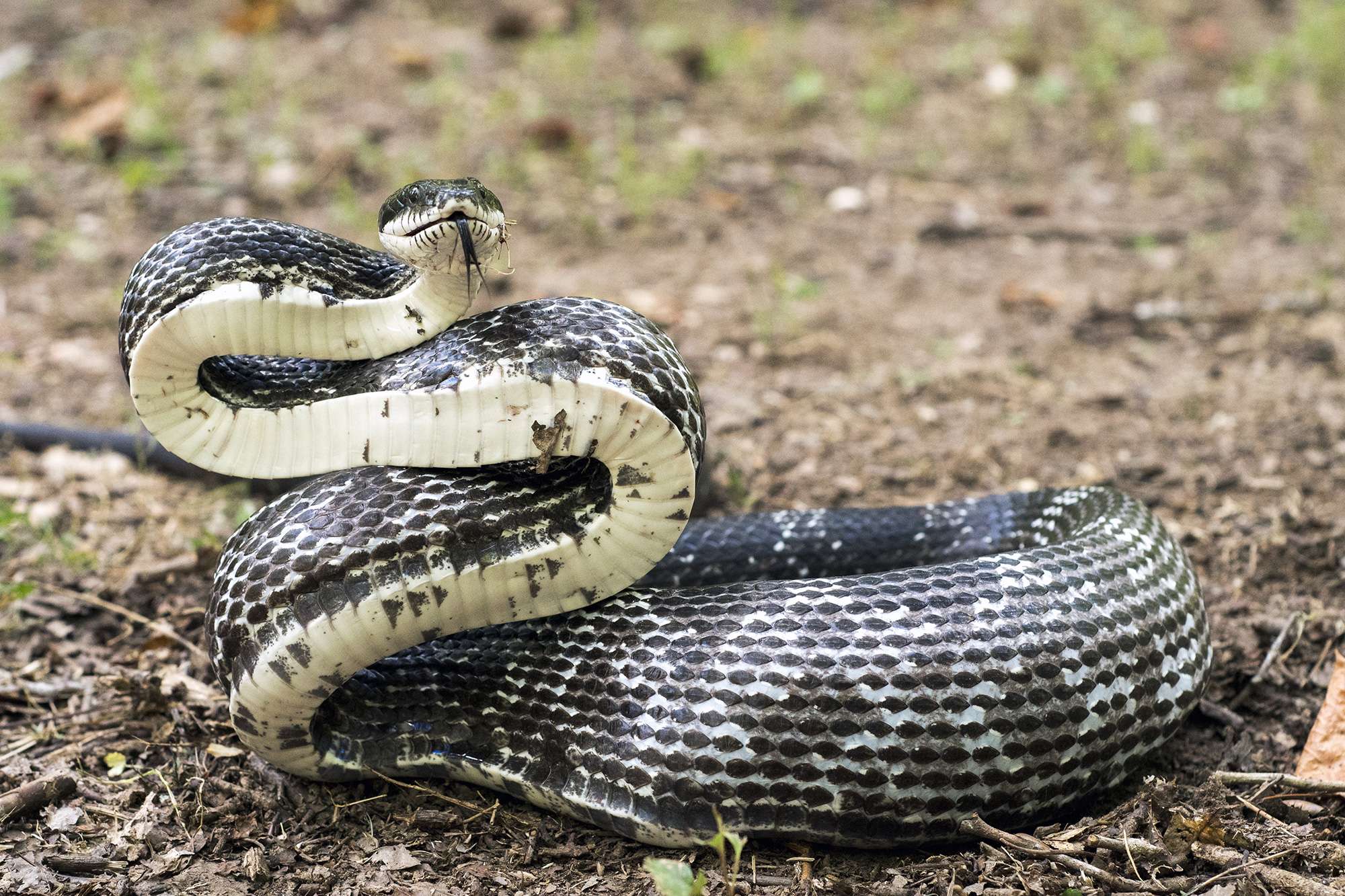 Especies comunes de serpientes en Tennessee