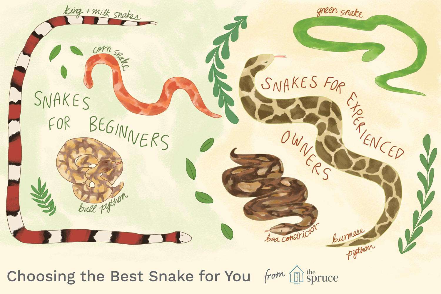 Consideraciones antes de tener una serpiente