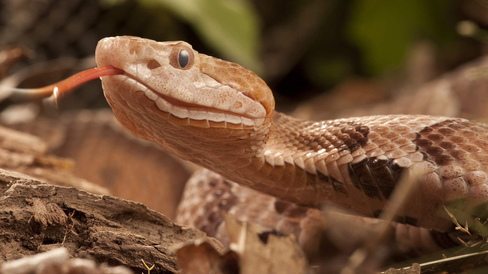 Los hábitos de caza del pepino y la serpiente