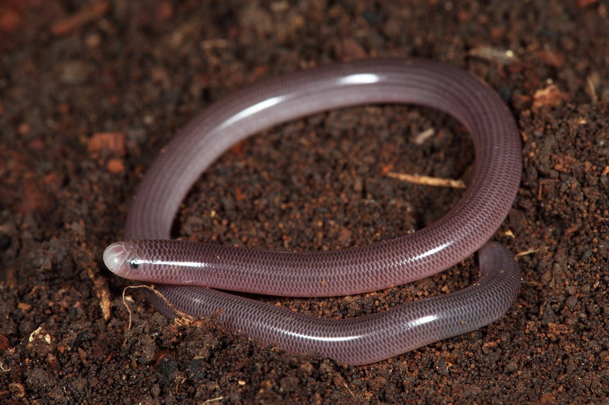 Dieta de una serpiente gusano