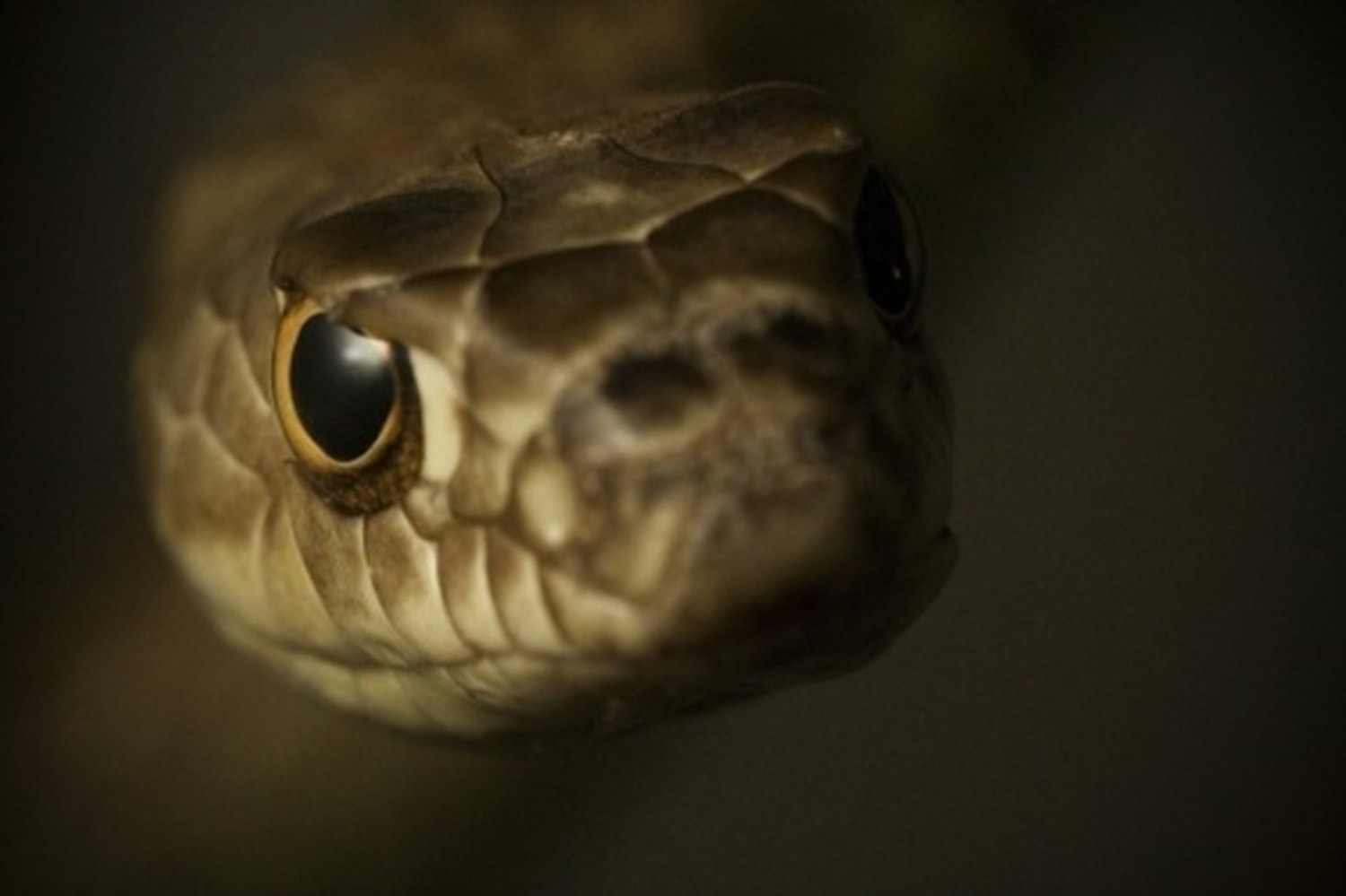 ¿Las serpientes tienen visión nocturna?