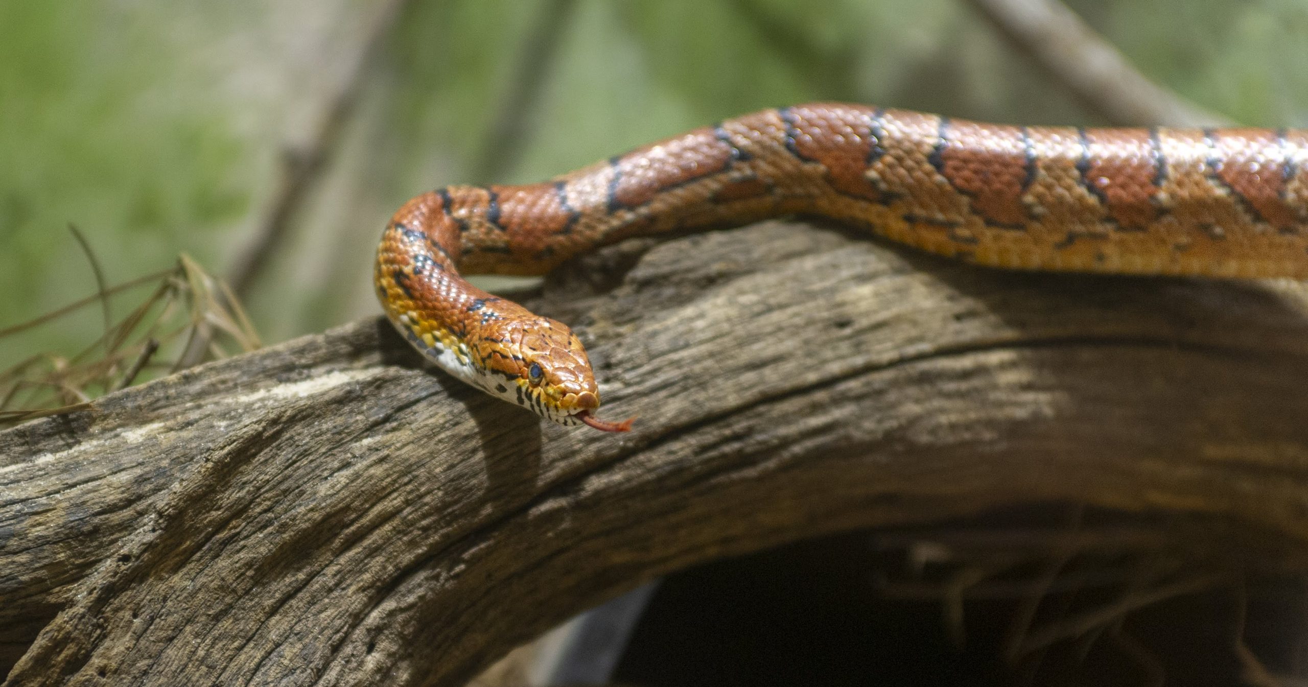 Especies en peligro de extinción de serpientes en Tennessee