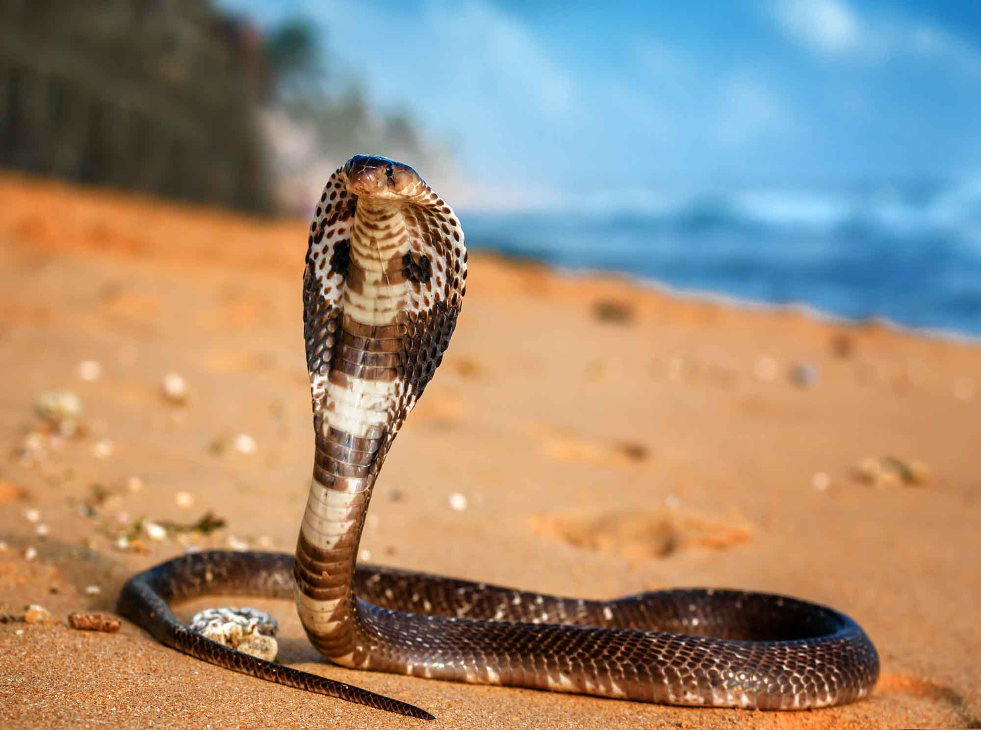 Factores que afectan la velocidad de una serpiente