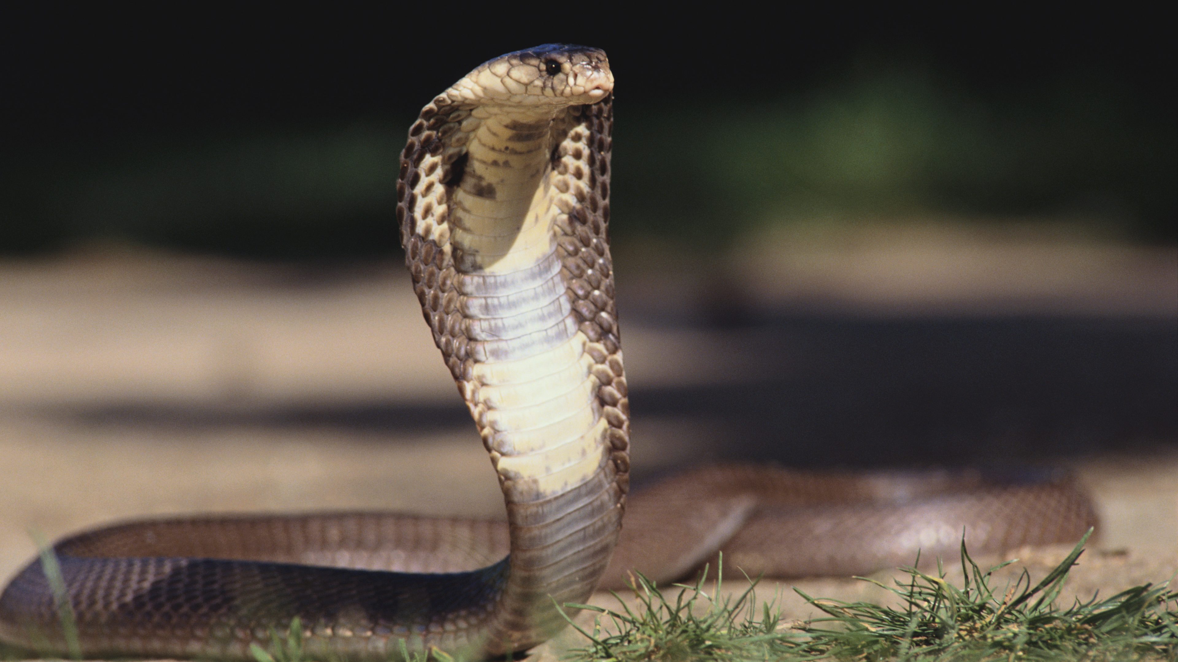 Factores que determinan la fuerza del sistema de defensa de una cobra