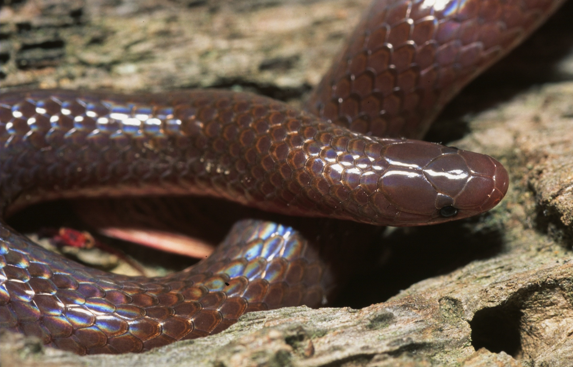 Hábitos de alimentación de una serpiente gusano