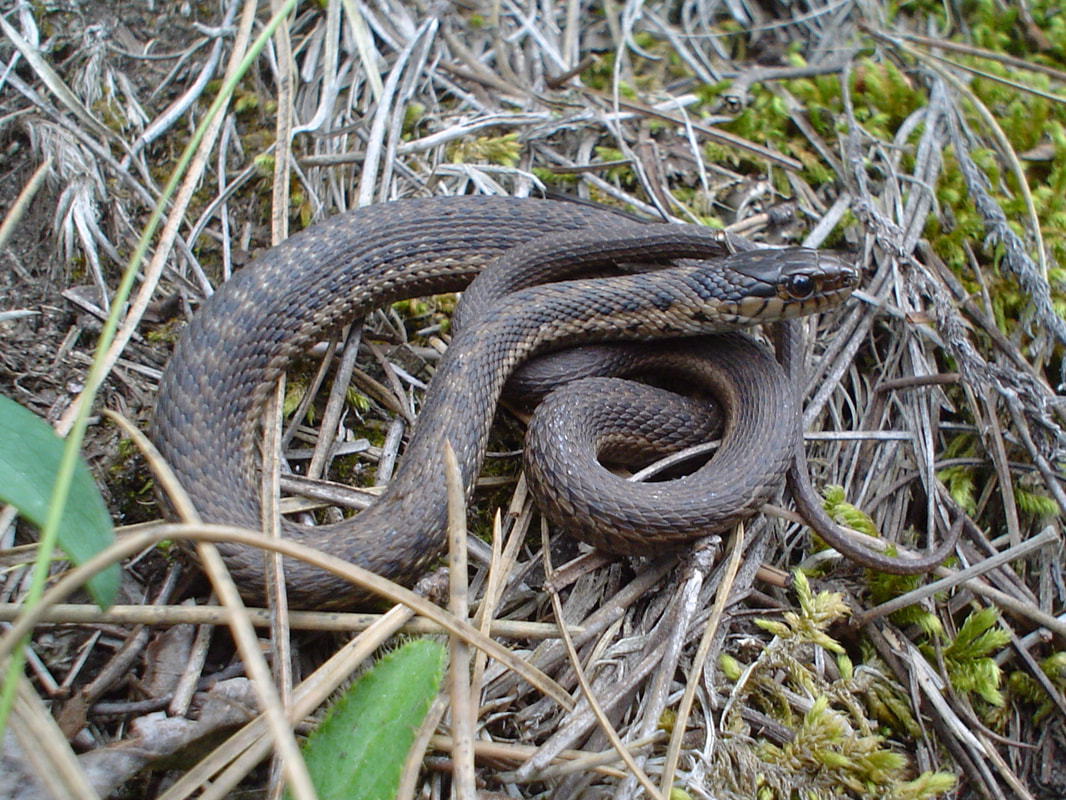 Hábitat de las serpientes en Colorado