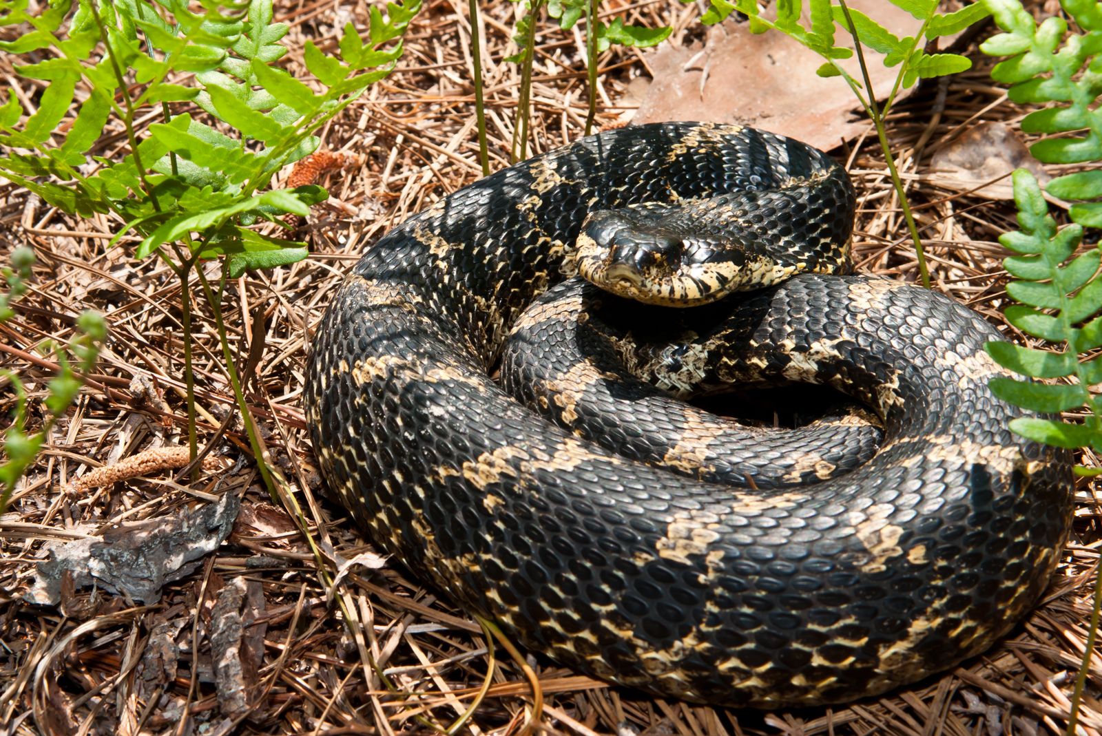 Serpiente nariz de cerdo