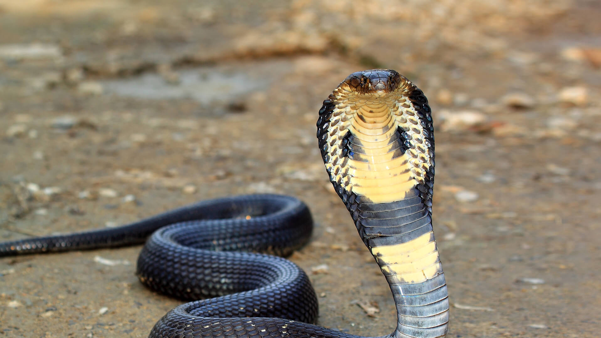 Cómo se usa el sistema de defensa de Cobra