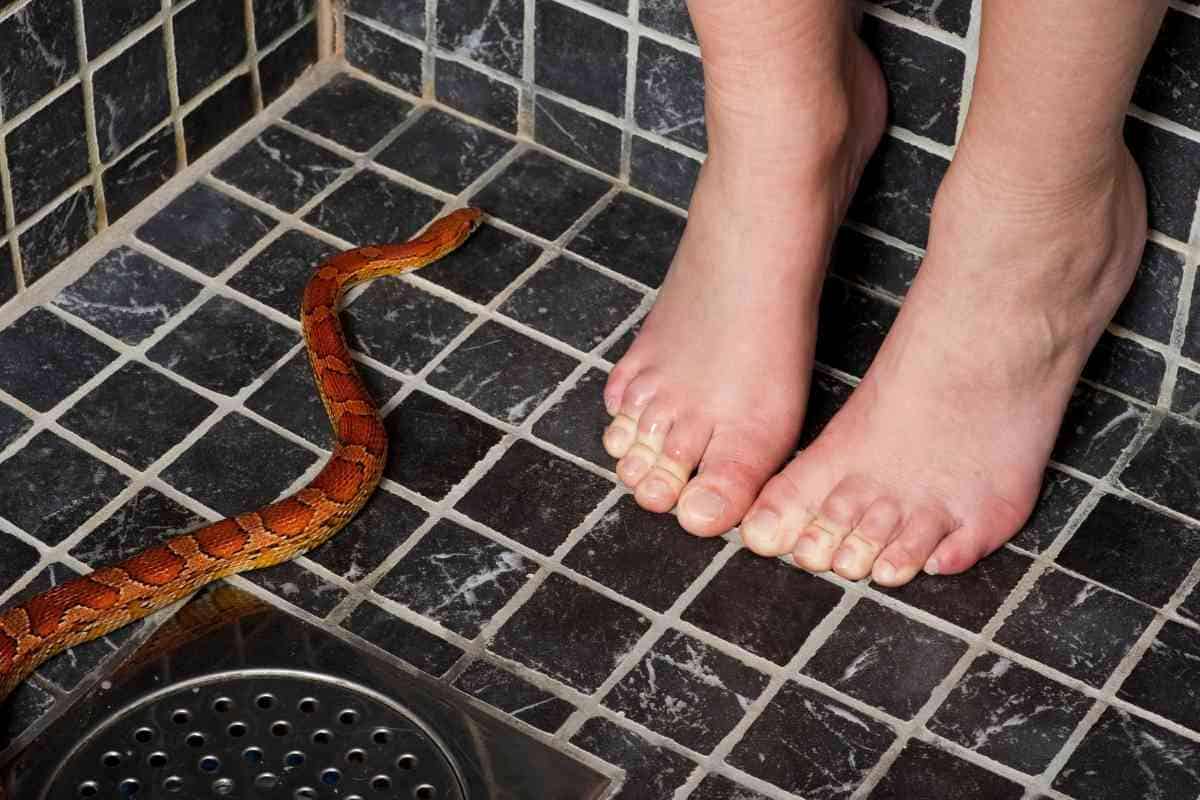 ¿Cuánto tiempo puede vivir una serpiente perdida en una casa?