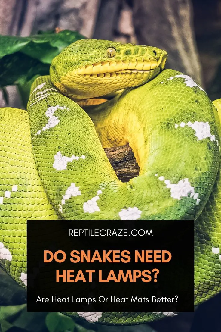 ¿Cuánto tiempo pueden pasar las serpientes sin calor?