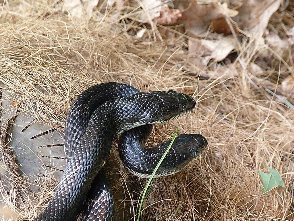 Cómo tratar con una persona serpiente