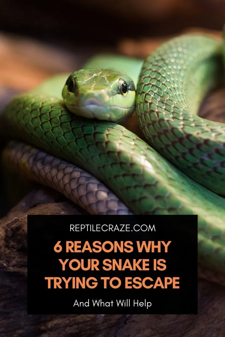 Cómo escapar de una serpiente