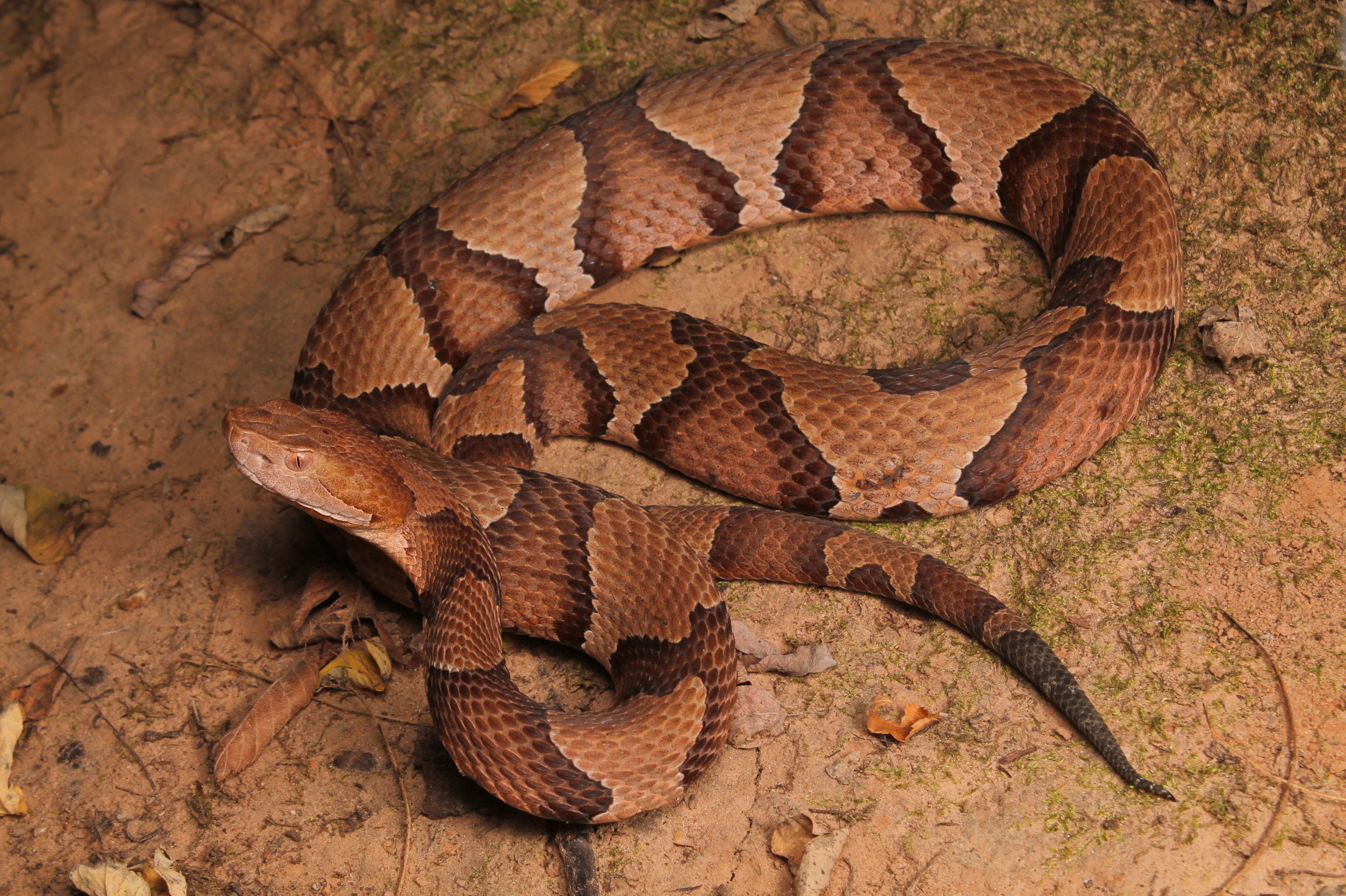 Cómo identificar las serpientes cabeza de cobre