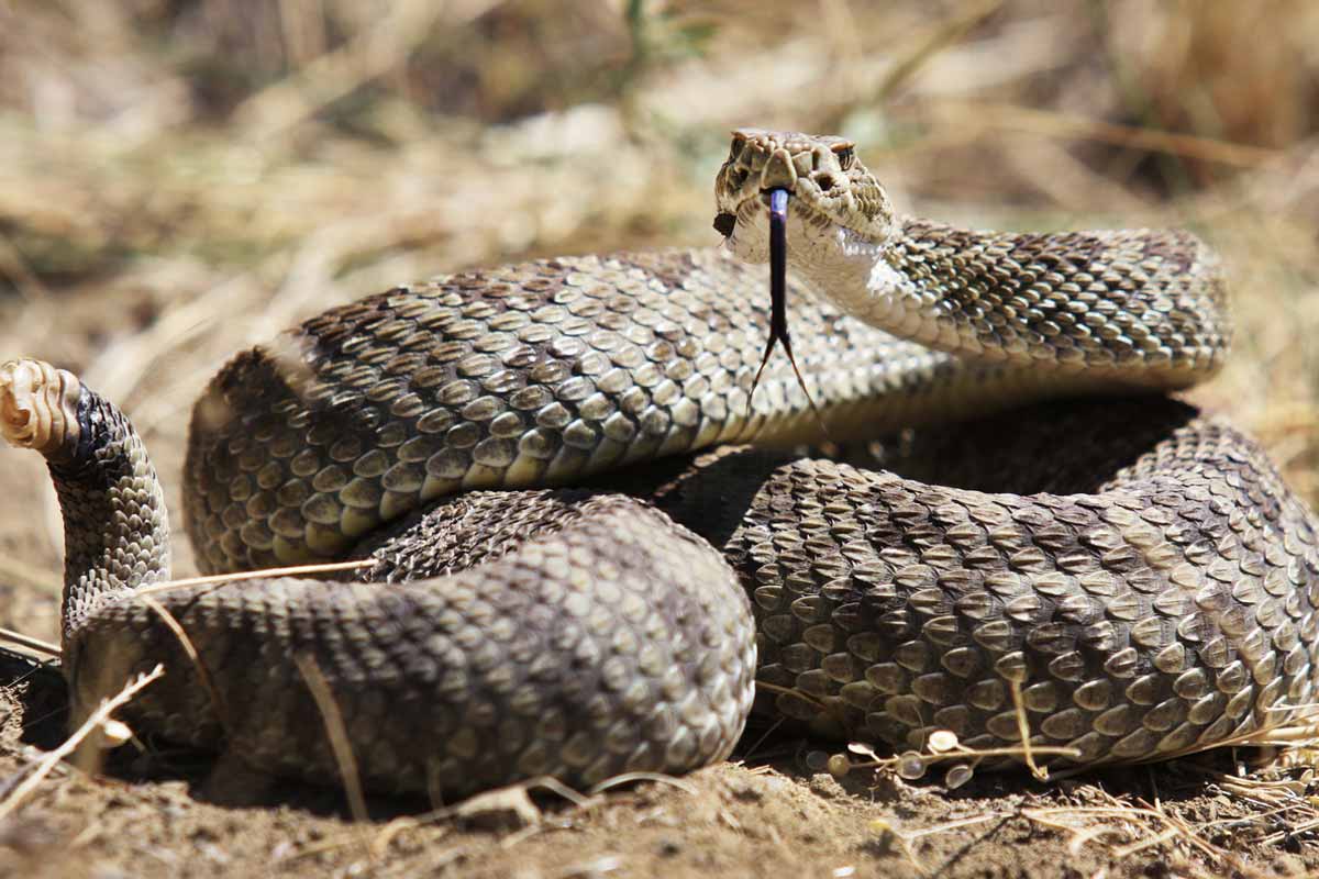 Cómo identificar huellas de serpientes