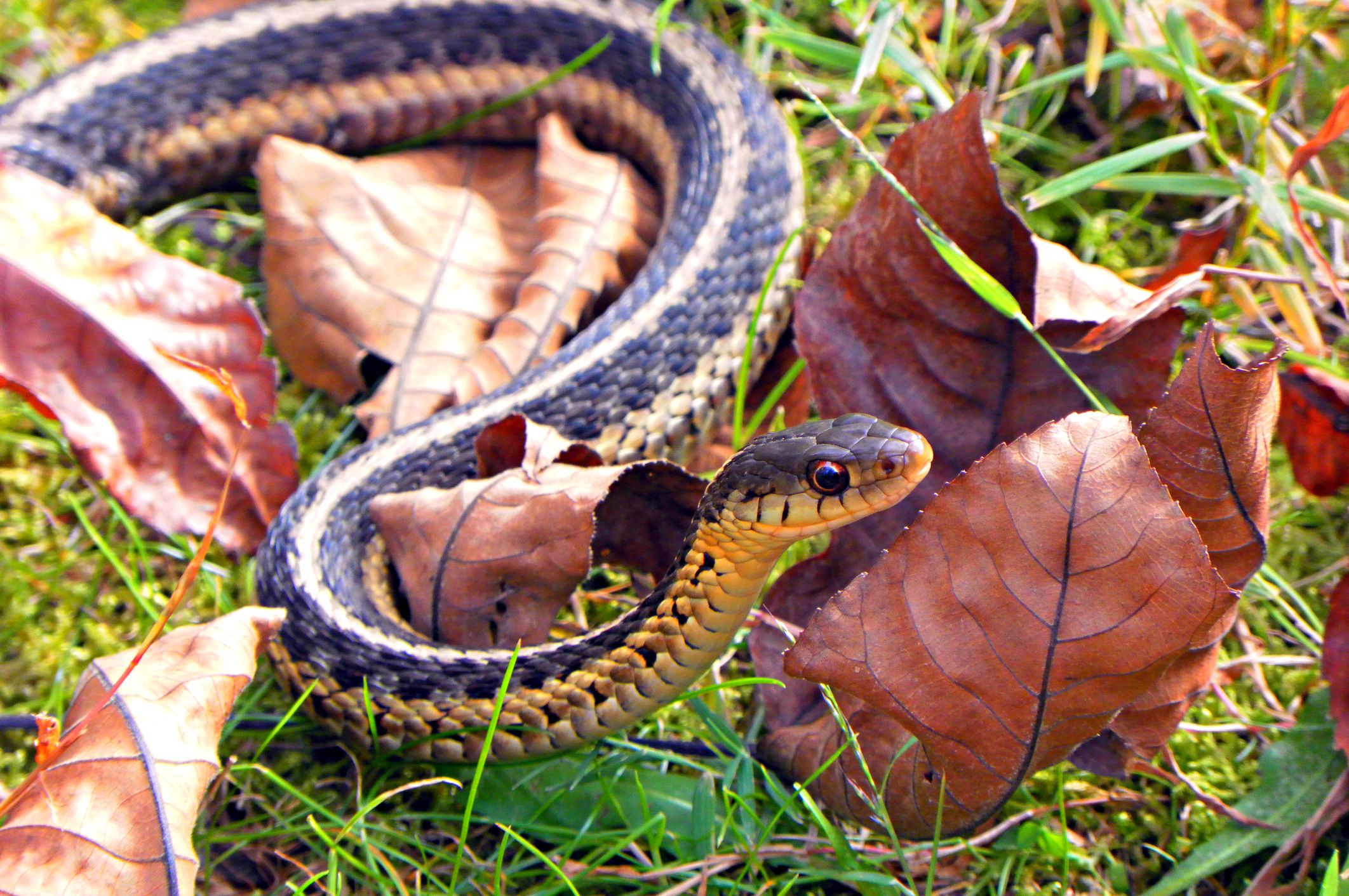 Cómo mantener alejadas a las serpientes cabeza de cobre