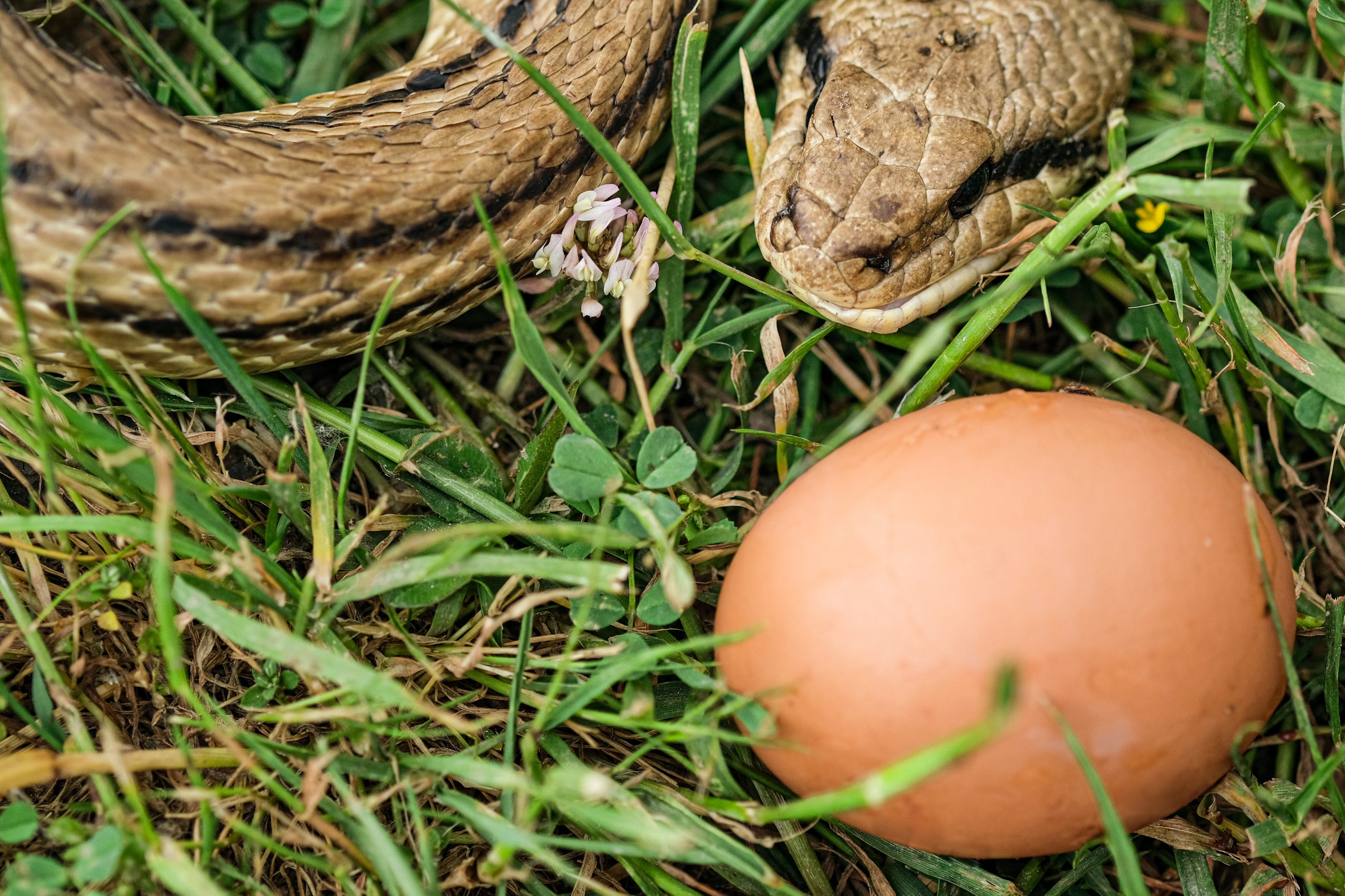 Cómo mantener a las serpientes fuera de su gallinero