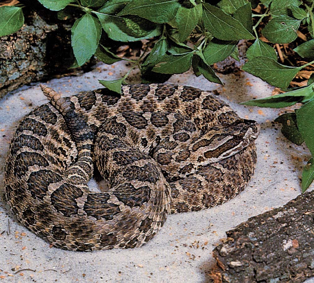 Identificación de serpientes venenosas en Oklahoma