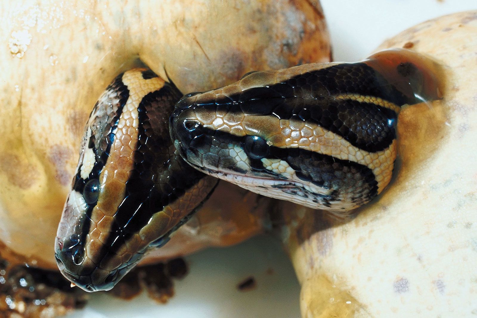 Duración del embarazo de la serpiente