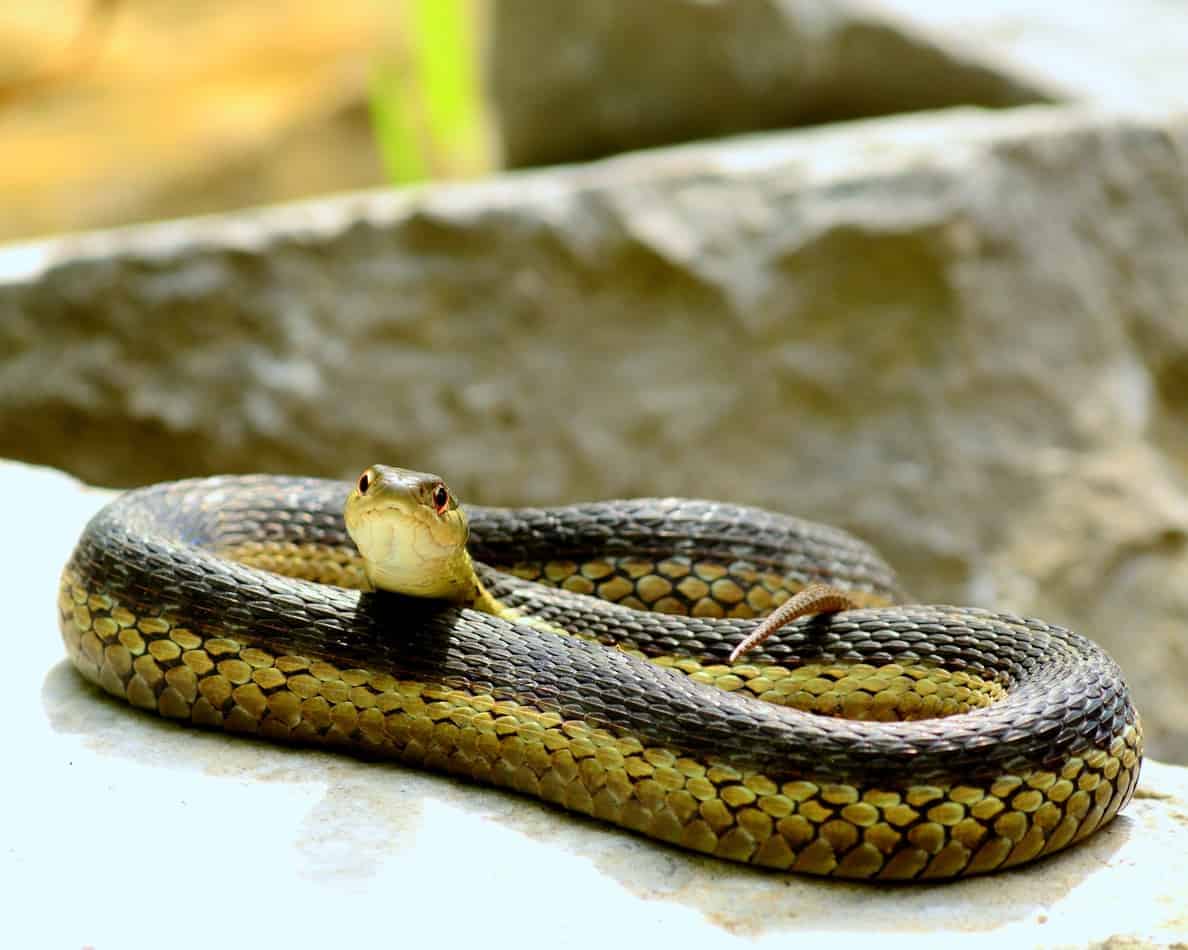 Vida útil de las serpientes mascota