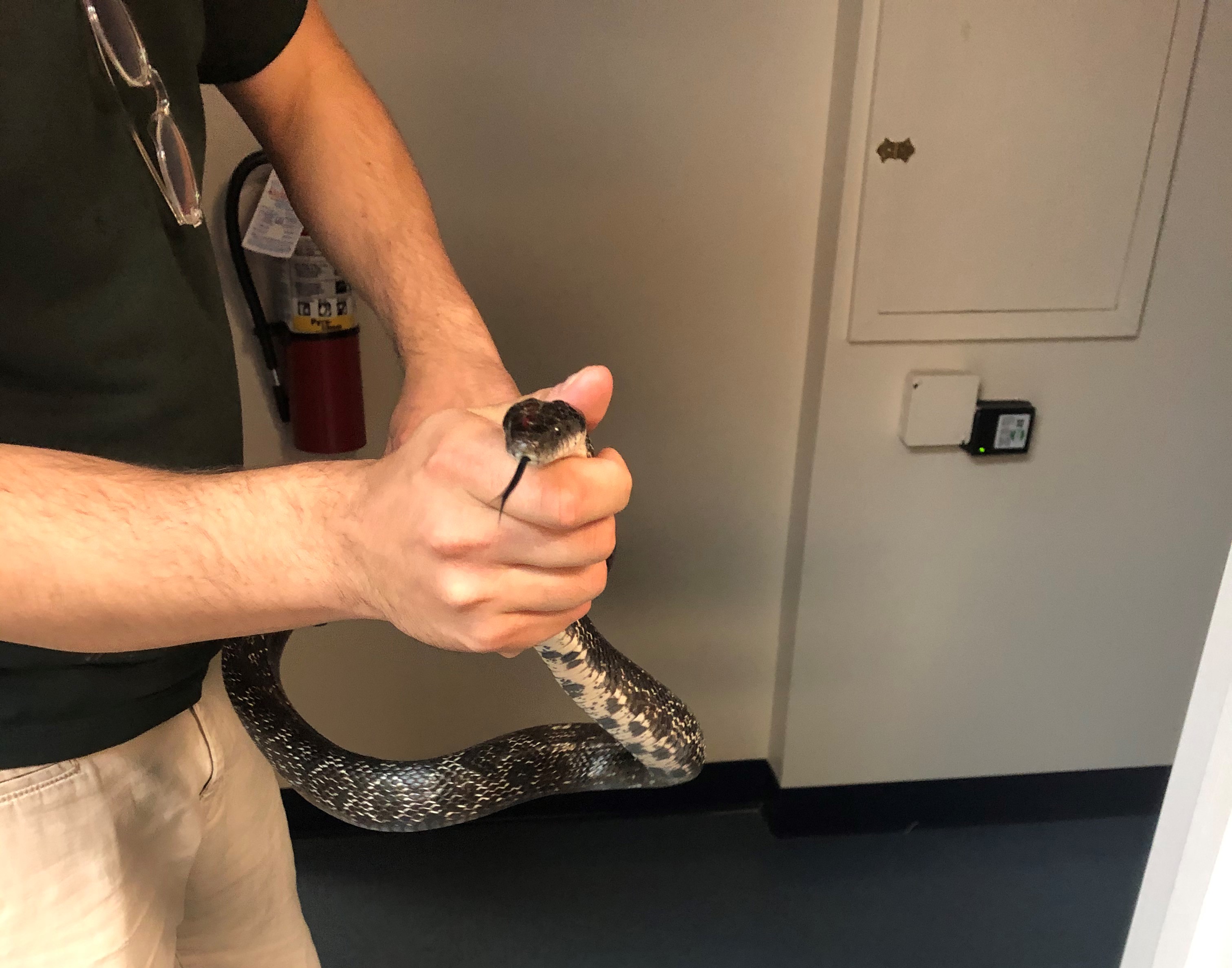 Midiendo una serpiente en cautiverio