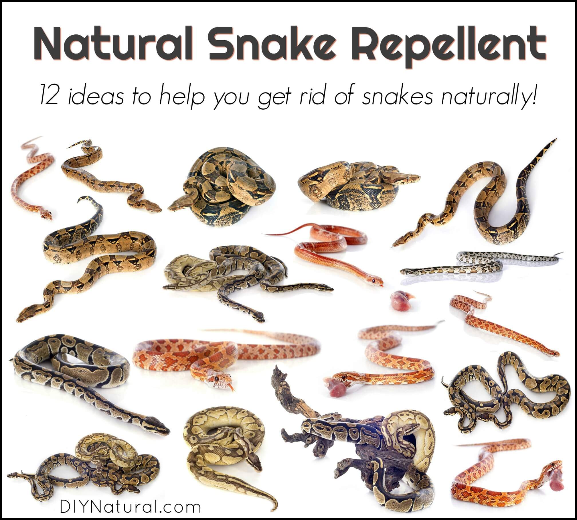 Repelentes de serpientes naturales