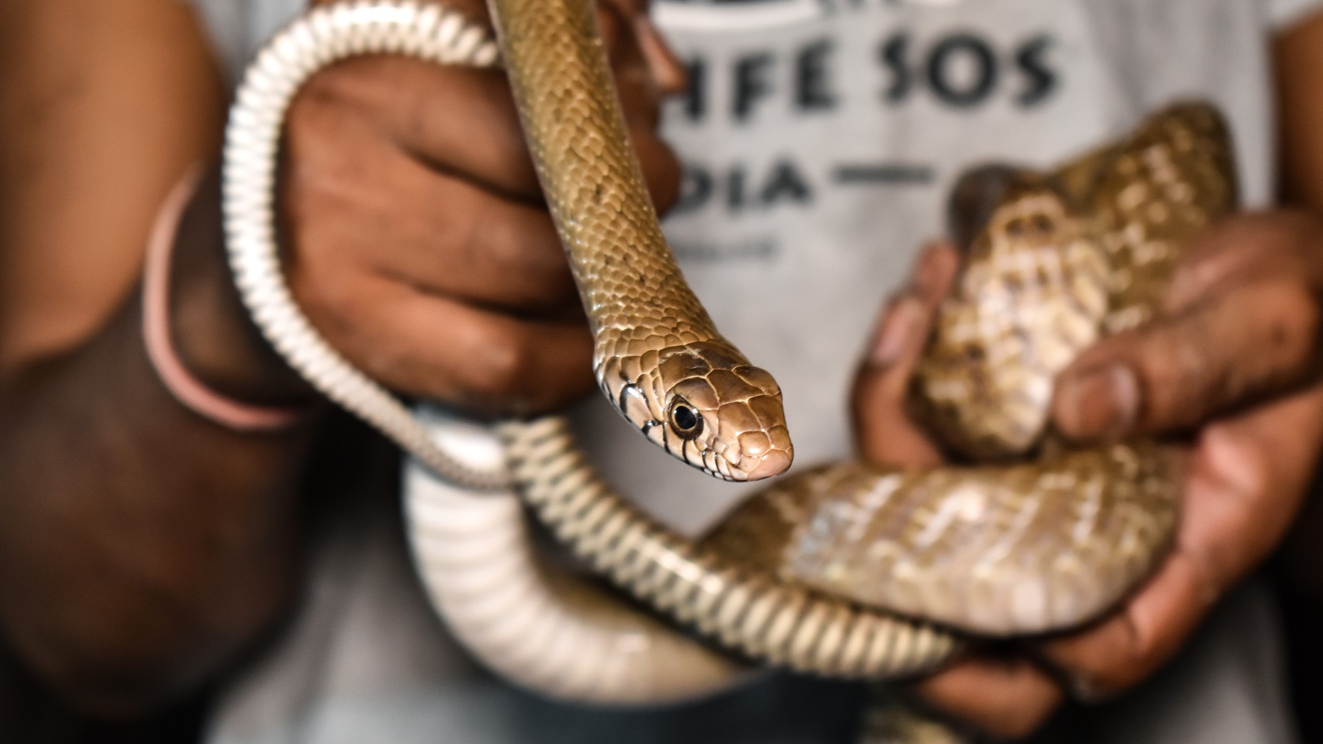 Serpientes no venenosas y curado
