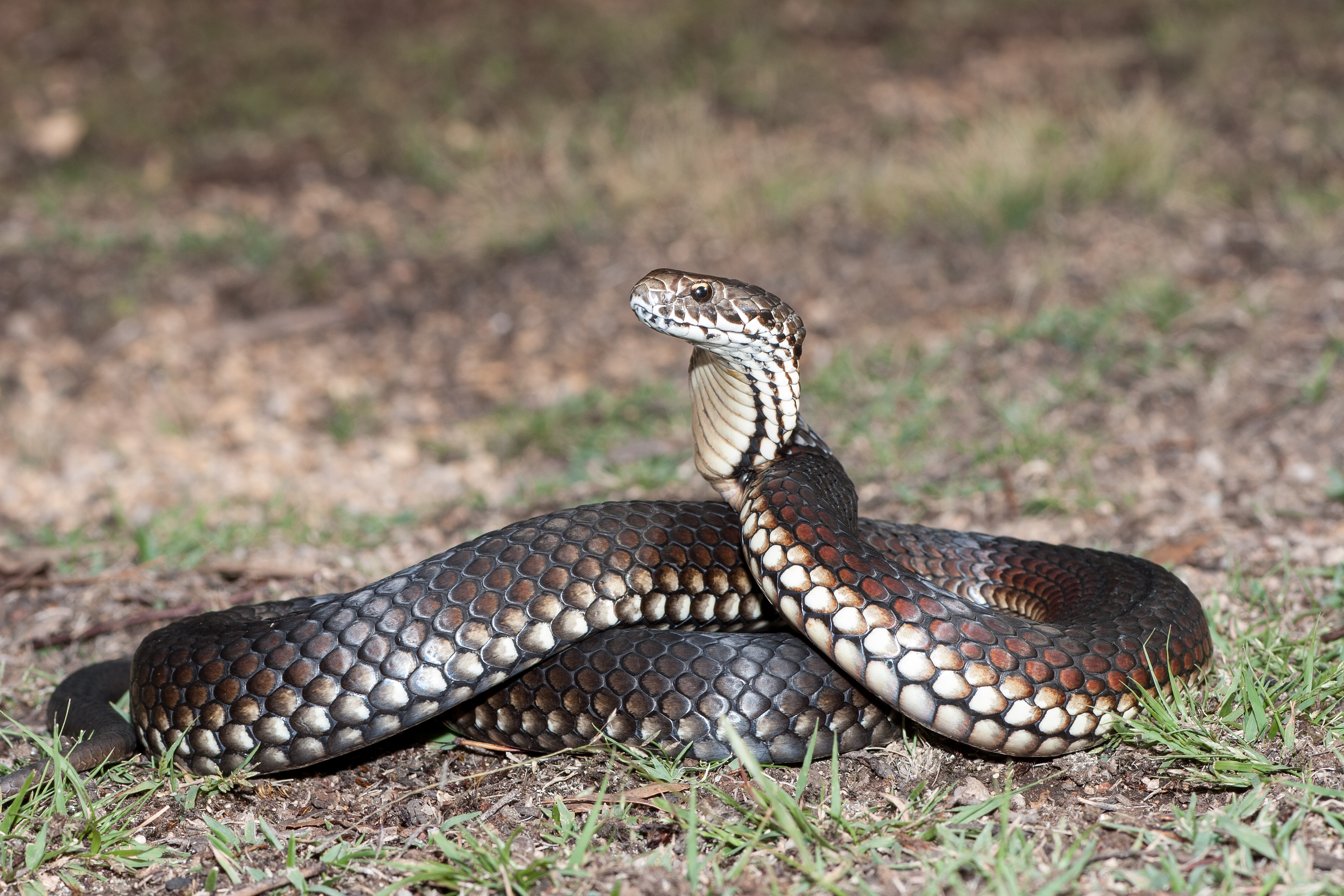 Serpientes no venenosas en Tennessee