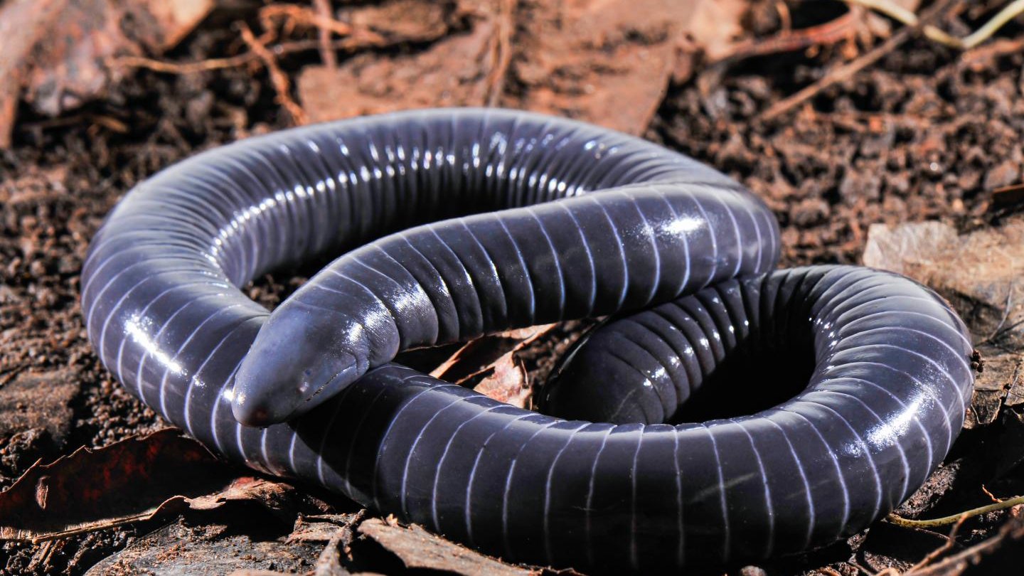 Depredadores de una serpiente gusano