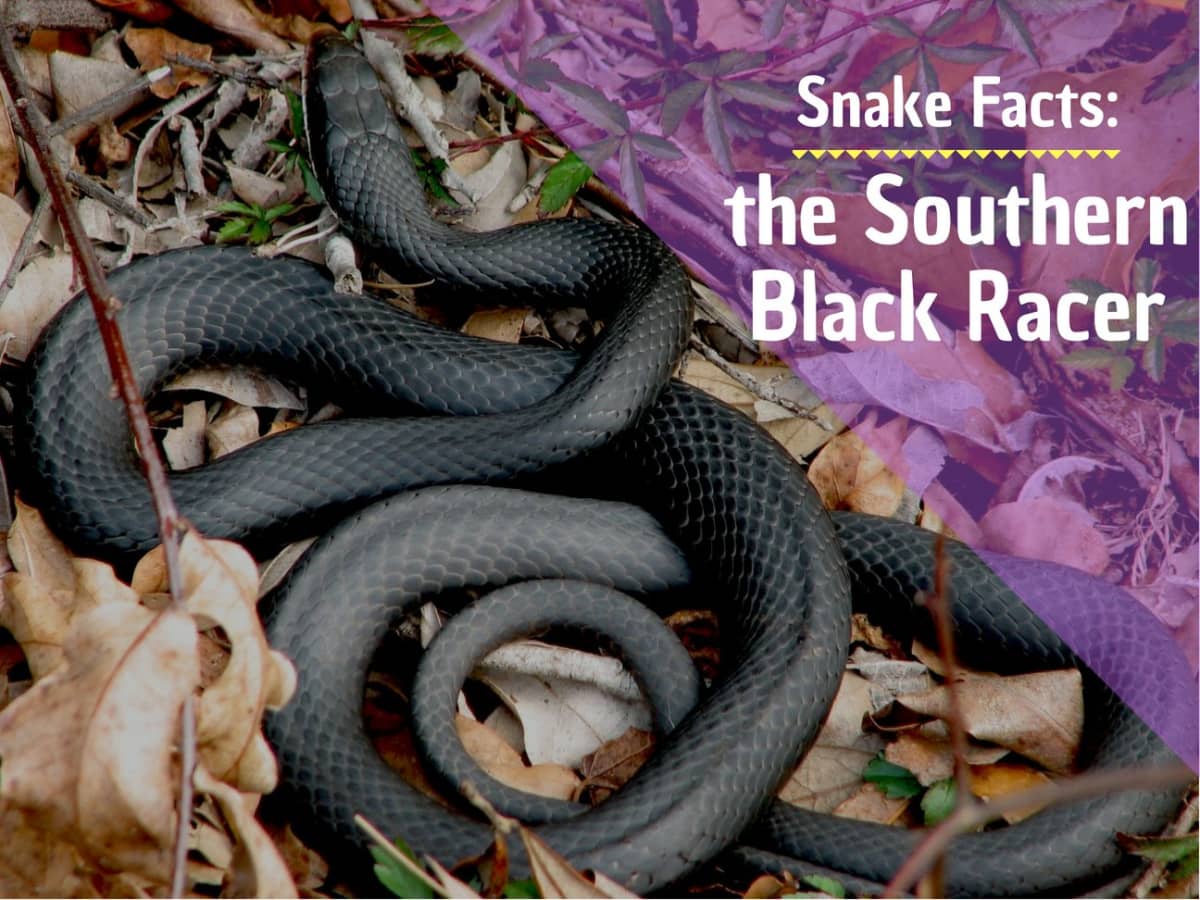 Razones para deshacerse de las serpientes Black Racer