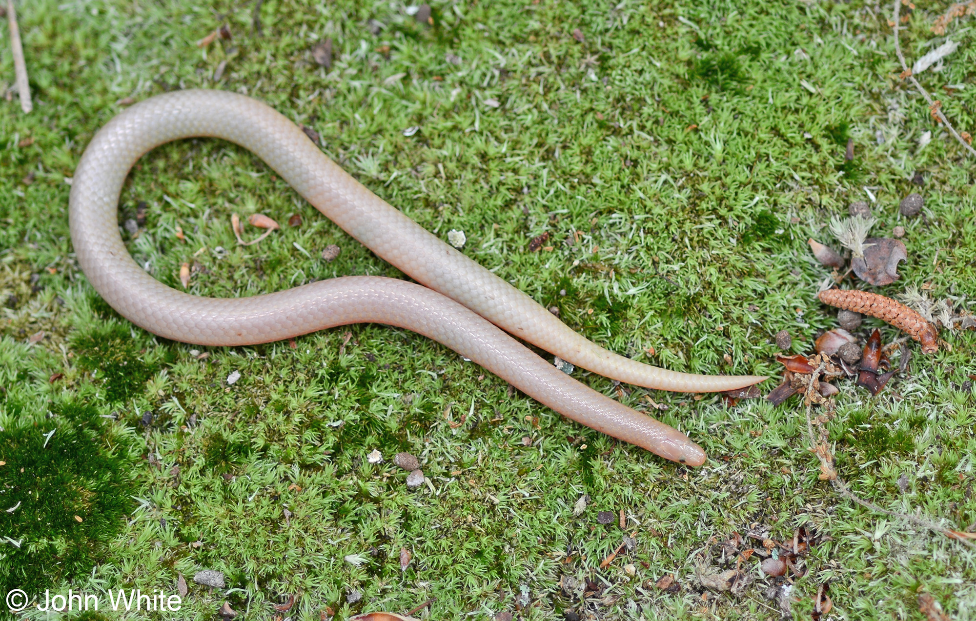 Reproducción de una serpiente gusano