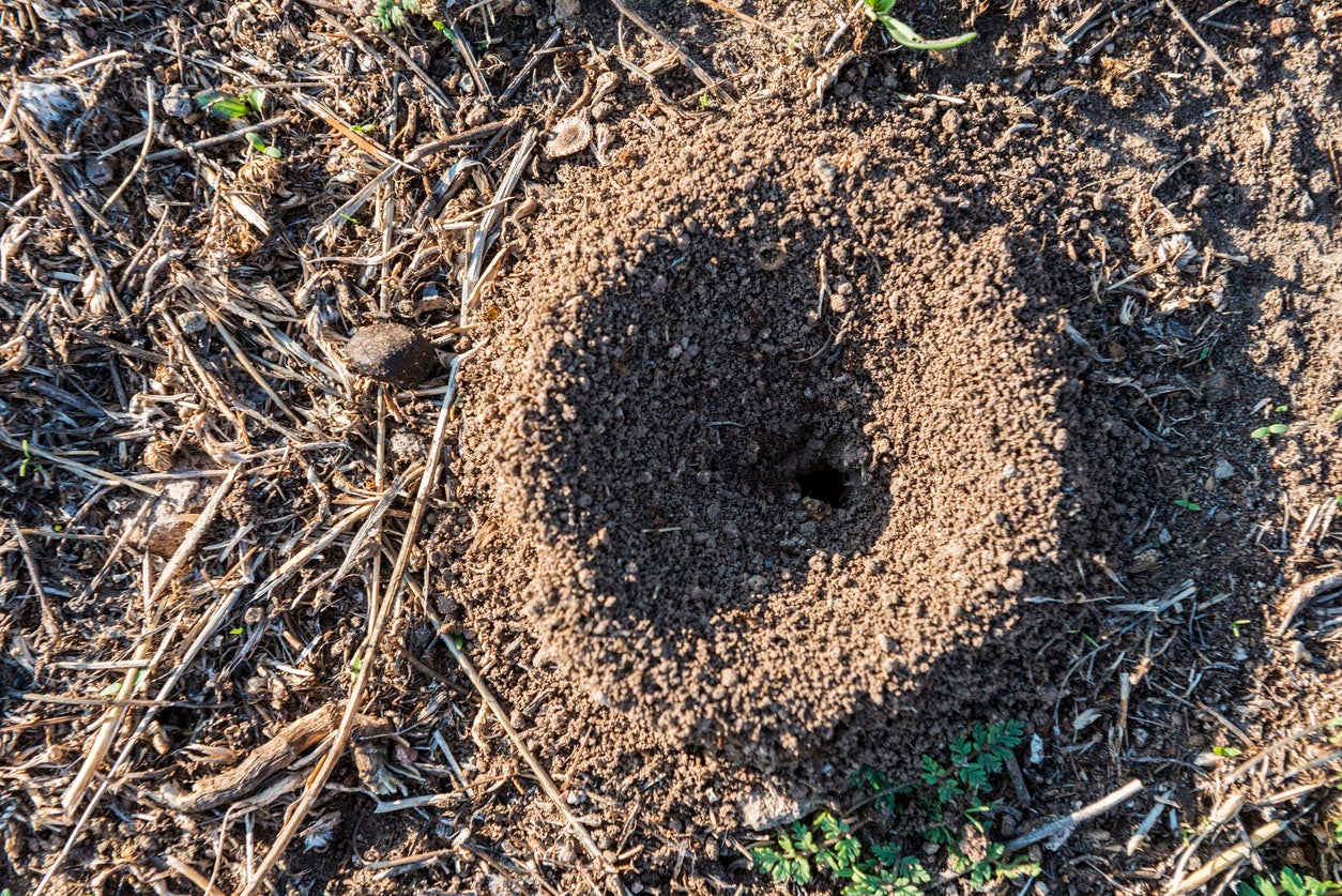 pequeños agujeros