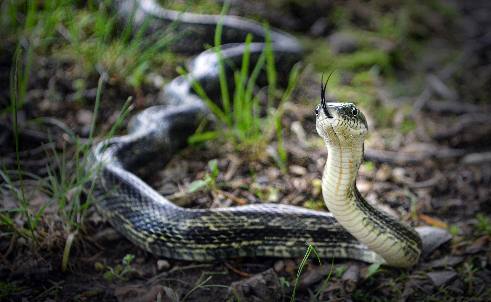 Excrementos de serpiente como herramienta de identificación