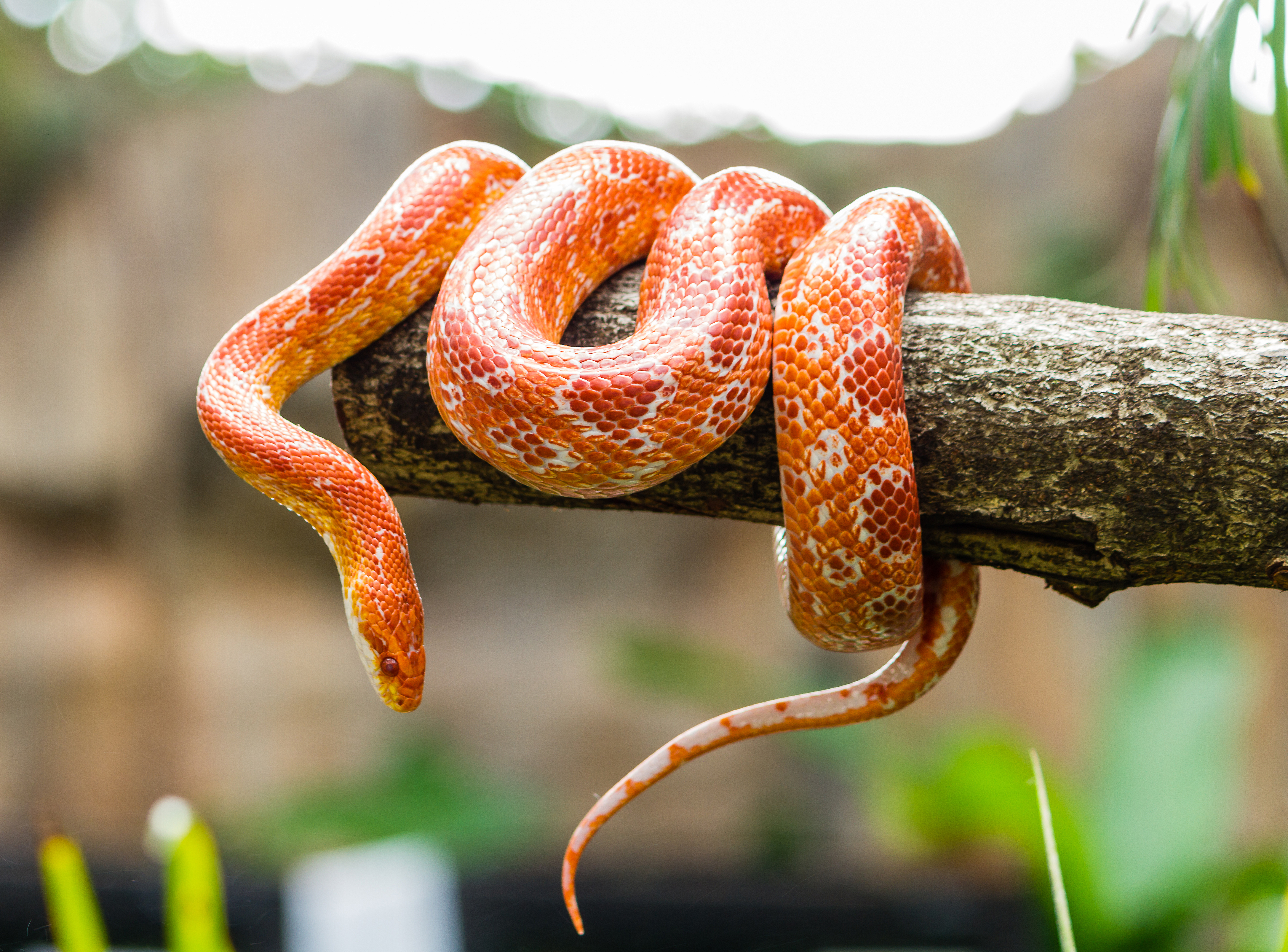 Depredadores de serpientes en la selva tropical