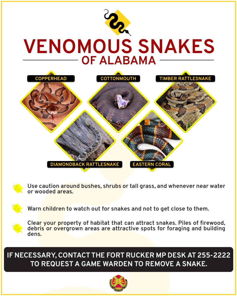 Consejos de seguridad para serpientes